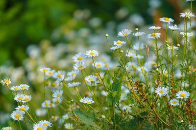 Close-up of yellow flowering plant on field