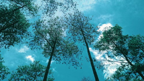 Low angle view of trees against sky