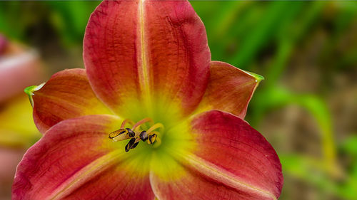 Close-up of pink flower