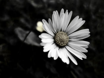 Close-up of flower