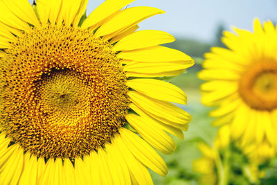 Close-up of yellow sunflower