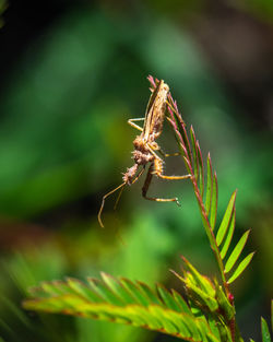 Close-up of insect on plant