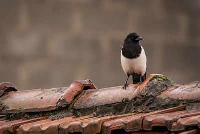 Close-up of bird perching on roof