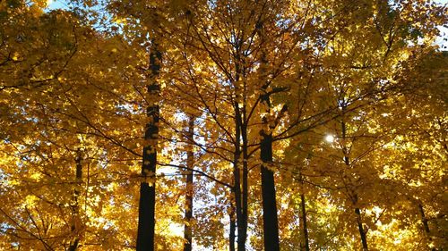 Low angle view of trees in forest