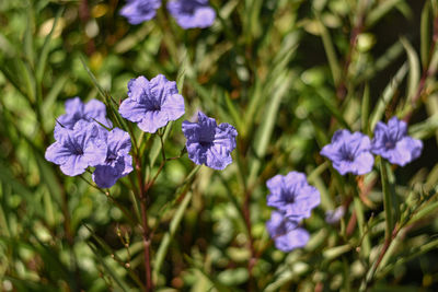 Close-up of purple flowering plants