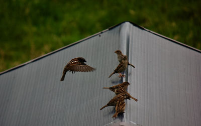 Close-up of birds flying