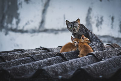 Portrait of cat with kittens on roof