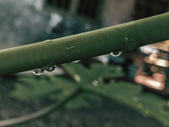 Close-up of raindrops on leaf