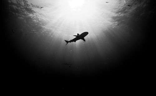 Beautiful underwater black and white scene with shark in the middle