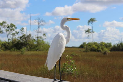 White bird on a field