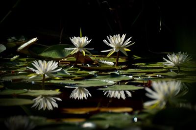 Close-up of white flowering plants