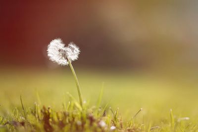 Close up of dandelion