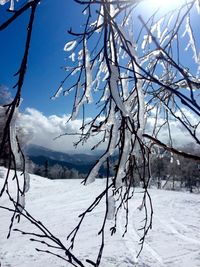 Scenic view of snow covered tree against sky