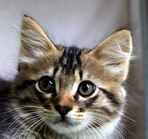 Close-up portrait of a cat