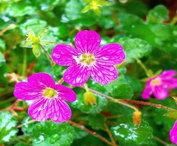 Close-up of pink flowering plant