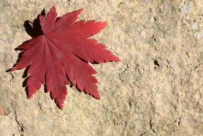 High angle view of maple leaves on plant