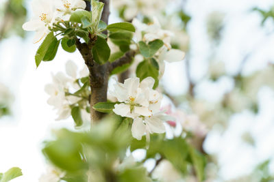 Close-up of white cherry blossoms in spring