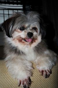 Close-up portrait of dog at home