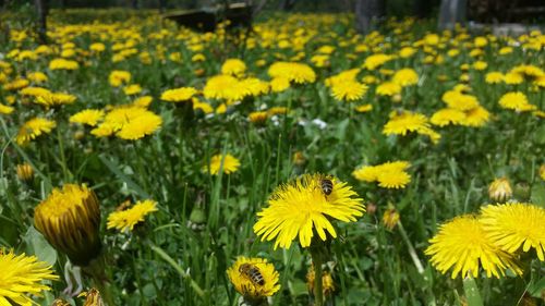 Close-up of yellow flowers blooming in field