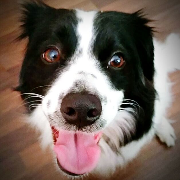 pets, domestic animals, dog, animal themes, one animal, looking at camera, mammal, portrait, indoors, close-up, animal head, home interior, focus on foreground, sticking out tongue, black color, no people, puppy, selective focus, snout, cute