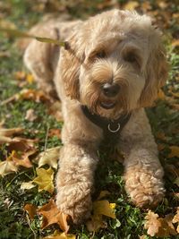 Cockapoo looking at camera