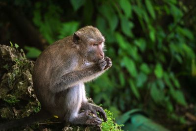 Side view of monkey sitting in forest