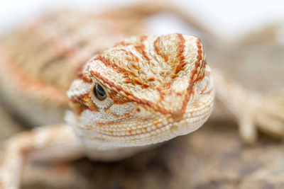 Close-up of a lizard