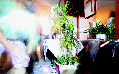 Potted plants in room