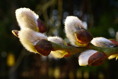 Close-up of flowers