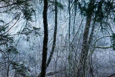 Low angle view of bare tree