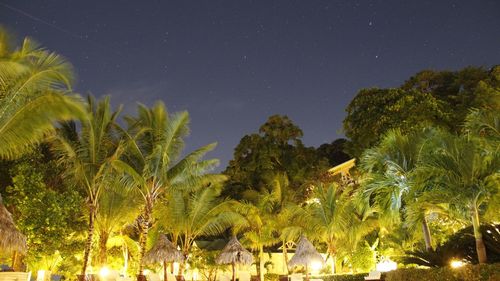 Scenic view of palm trees against sky at night