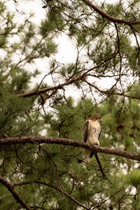 Low angle view of bird perching on tree