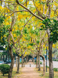 Trees in park during autumn