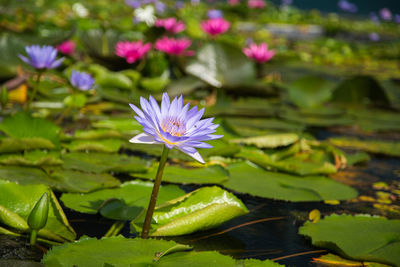 Close-up of lotus water lily in pond