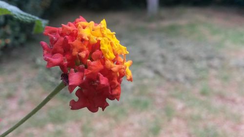 Close-up of marigold blooming outdoors