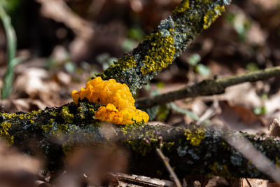 Close-up of yellow flower growing on branch