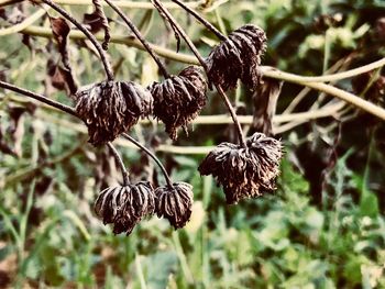 Close-up of dried plant