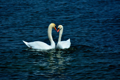 Swans swimming in lake