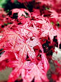 Close-up of leaves on branch