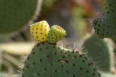 Close-up of prickly pear cactus