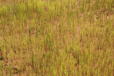 Full frame shot of bamboo on field