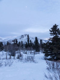 Trees on snow covered landscape against sky