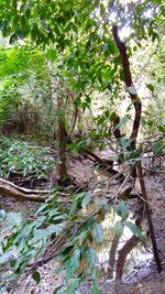Trees in forest