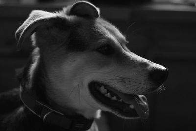 Close-up of dog looking away