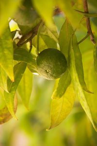 Close-up of fruit growing on tree