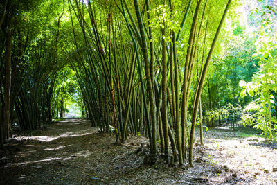 View of bamboo trees in forest