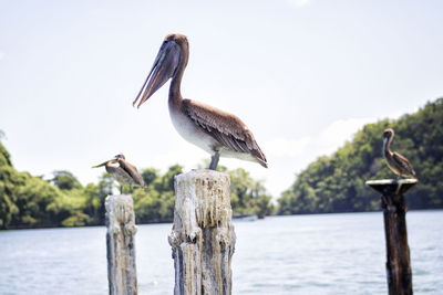 Pelican perching on wooden post in lake against sky during sunny day