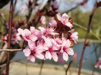 Close-up of pink cherry blossoms in spring