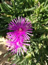 Close-up of purple thistle flower