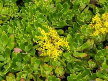 Full frame shot of green leaves on plant